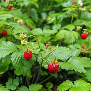 Wild Strawberry Live Plant – 3 Inch Pot – Low Growing Ground Cover – Outdoor Berry Plant - Image 6
