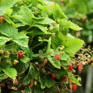 Wild Strawberry Live Plant – 3 Inch Pot – Low Growing Ground Cover – Outdoor Berry Plant - Image 7