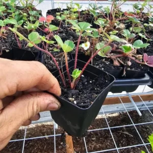 Wild Strawberry Live Plant – 3 Inch Pot – Low Growing Ground Cover – Outdoor Berry Plant - Image 8