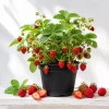 Wild Strawberry Live Plant – 3 Inch Pot – Low Growing Ground Cover – Outdoor Berry Plant - Image 1