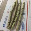 5 Cassava Unrooted Cuttings - Manihot Esculenta Yuca Root Propagation - Image 1