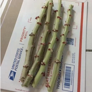 5 Cassava Unrooted Cuttings - Manihot Esculenta Yuca Root Propagation - Image 1
