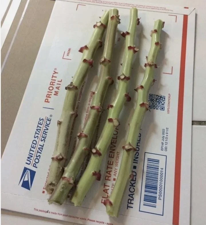 5 Cassava Unrooted Cuttings - Manihot Esculenta Yuca Root Propagation - Image 1