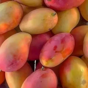 5 Red Mango Unrooted Cuttings - Mangifera indica - Tropical Plant Propagation - Image 1