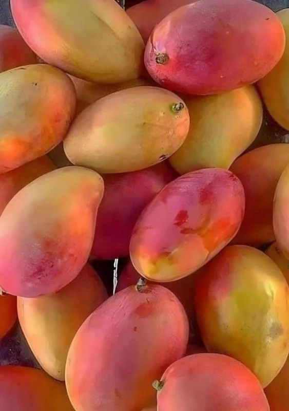 5 Red Mango Unrooted Cuttings - Mangifera indica - Tropical Plant Propagation - Image 1