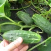Aromatic Cucumber Live Plant - 5-10" Tall - Cucumis sativus - Heirloom Fragrant Cucumber - Image 1