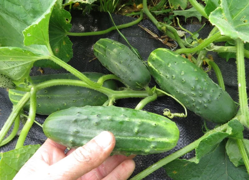 Aromatic Cucumber Live Plant - 5-10" Tall - Cucumis sativus - Heirloom Fragrant Cucumber - Image 1