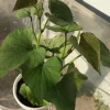 Beauregard Sweet Potato Starter Plants - 5 Live Plants for Gardens - Image 1
