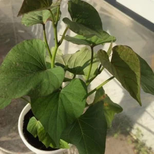 Beauregard Sweet Potato Starter Plants - 5 Live Plants for Gardens - Image 1