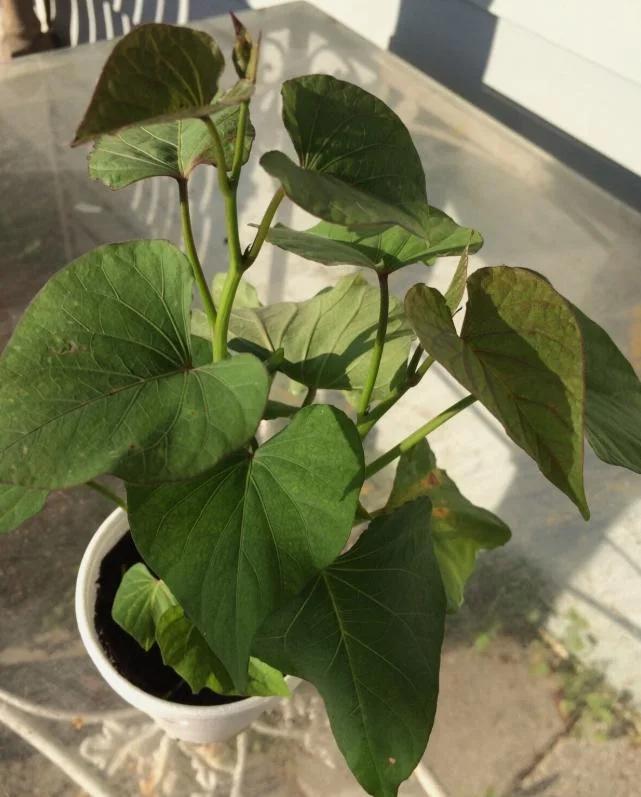 Beauregard Sweet Potato Starter Plants - 5 Live Plants for Gardens - Image 1