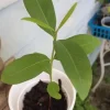 Black Java Plum Live Plant - 6-10" Tall Syzygium cumini Tropical Fruit Tree - Image 1