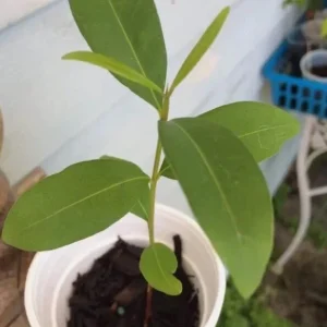Black Java Plum Live Plant - 6-10" Tall Syzygium cumini Tropical Fruit Tree - Image 1