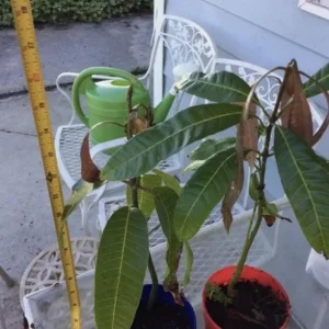 Carrie Yellow Mango Live Plant - 8-12in Tall - Compact Tropical Fruit Tree - Image 1