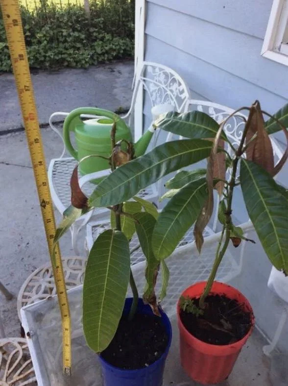 Carrie Yellow Mango Live Plant - 8-12in Tall - Compact Tropical Fruit Tree - Image 1