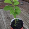 Graviola Soursop Live Plant – 4-9" Tall Annona muricata Tropical Fruit Tree - Image 1