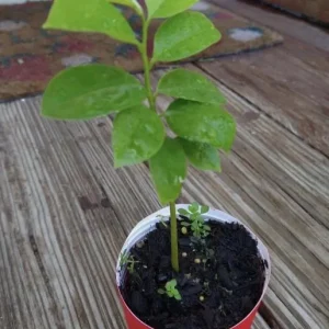 Graviola Soursop Live Plant – 4-9" Tall Annona muricata Tropical Fruit Tree - Image 1