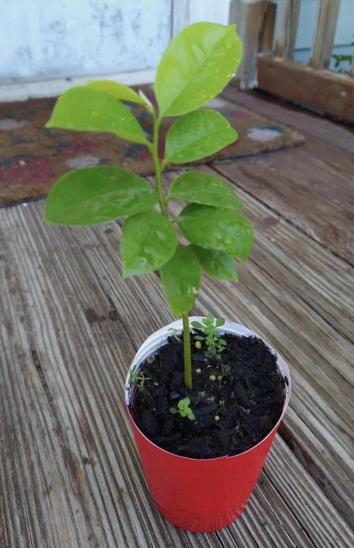 Graviola Soursop Live Plant – 4-9" Tall Annona muricata Tropical Fruit Tree - Image 1