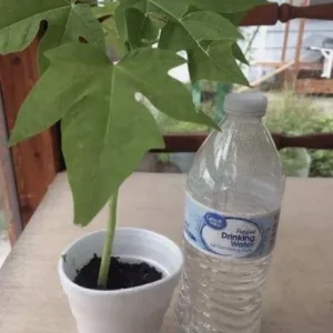 Hawaiian Papaya Live Plant - 5-10" Tall Tropical Sweet Fruit Tree Starter - Image 1