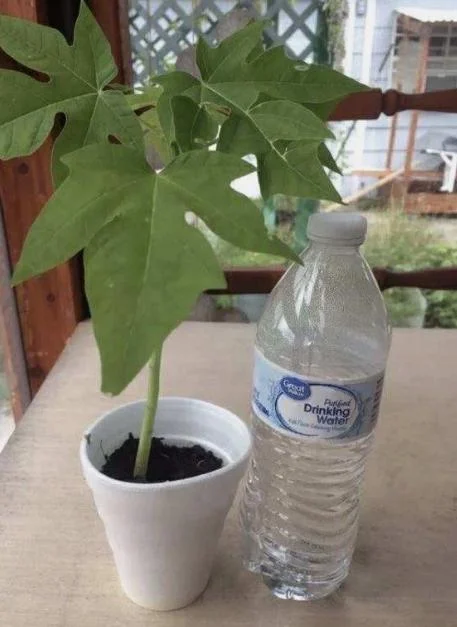 Hawaiian Papaya Live Plant - 5-10" Tall Tropical Sweet Fruit Tree Starter - Image 1
