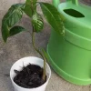 Irwin Dwarf Mango Live Plant - 6-12" Tall - Compact Tropical Fruit Tree - Image 1