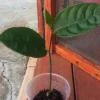 Jackfruit Live Seedling Plant - Tropical Fruit Tree Artocarpus Heterophyllus - 7-12" Tall - Image 1