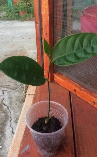 Jackfruit Live Seedling Plant - Tropical Fruit Tree Artocarpus Heterophyllus - 7-12" Tall - Image 1