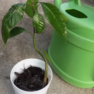 Kent Mango Live Starter Plant - 8-12" Tall - Mangifera indica - Premium Tropical Mango Fruit Tree for Containers, Patios & Home Orchards - Image 1