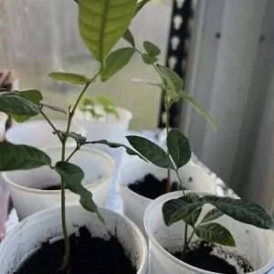 Longan Live Starter Plant - 5-8" Tall Dimocarpus longan Tropical Fruit Tree - Image 1