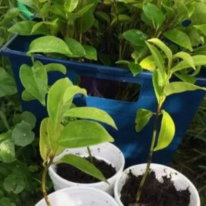Mountain Soursop Live Starter Plant - Annona muricata - Tropical Fruit Tree - 6-10" Tall - Image 1