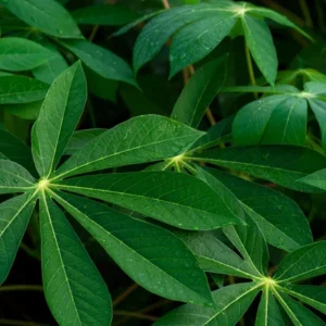 Organic Cassava Cuttings Live Plant - Yuca Root Crop - Pesticide-Free - 5-8 Inch - Image 6