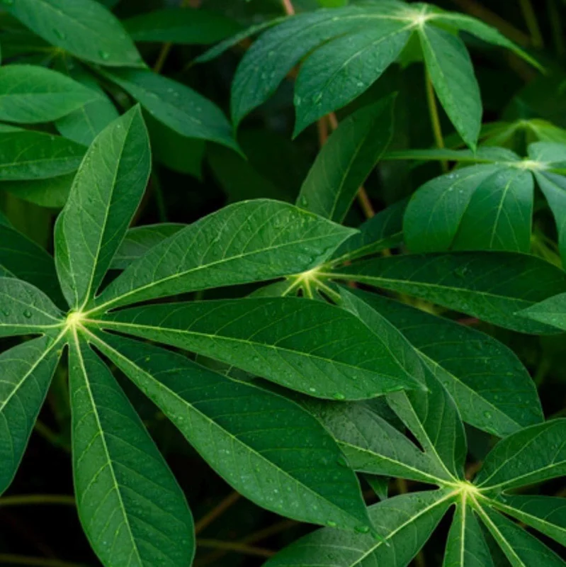Organic Cassava Cuttings Live Plant - Yuca Root Crop - Pesticide-Free - 5-8 Inch - Image 6