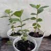 Pink Guava Live Plant - 9-12" Tall Tropical Fruit Tree for Home Garden - Image 1