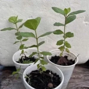 Pink Guava Live Plant - 9-12" Tall Tropical Fruit Tree for Home Garden - Image 1