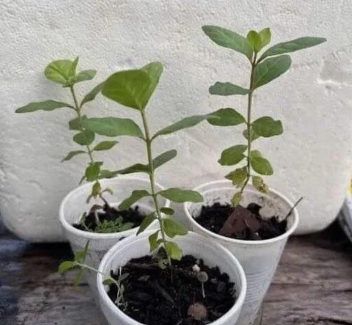 Pink Guava Live Plant - 9-12" Tall Tropical Fruit Tree for Home Garden - Image 1