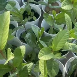 Pink Guava Live Plant – Psidium Guajava Tropical Fruit Tree – 5" Tall - Image 1