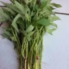 Pink Korean Sweet Potato Slips – Live Plant – 10 Count – 3-6" Tall - Image 1