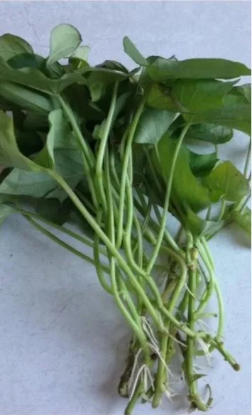 Purple Molokai Sweet Potato Slips - Set of 10 - 3-6" Tall - Live Plants - Image 1