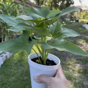 Purple Okinawa Sweet Potato Plants - 5 Live Plants - Ipomoea batatas - for Home Gardens & Raised Beds - Image 1