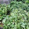 Set 10 Purple Skin White Flesh Sweet Potato Slips - Heirloom Edible Live Plants for Gardens - Image 1