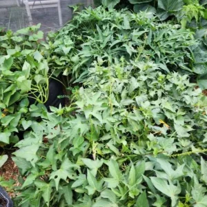 Set 10 Purple Skin White Flesh Sweet Potato Slips - Heirloom Edible Live Plants for Gardens - Image 1