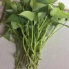 Set of 15 Cuban Sweet Potato Live Plant Slips - Ipomoea batatas for Gardens & Raised Beds - Image 1
