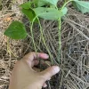 Set of 4 Betel Leaves Lolot Bare Root Plants - Piper sarmentosum - Edible Herb - Image 1