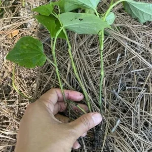 Set of 4 Betel Leaves Lolot Bare Root Plants - Piper sarmentosum - Edible Herb - Image 1