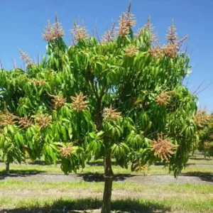 Set of 5 Carrie Mango Cuttings - Mangifera indica - Unrooted Mango Propagation Cuttings for Tropical Fruit Growers - Image 1