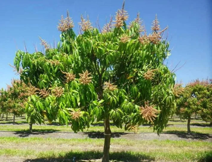 Set of 5 Carrie Mango Cuttings - Mangifera indica - Unrooted Mango Propagation Cuttings for Tropical Fruit Growers - Image 1