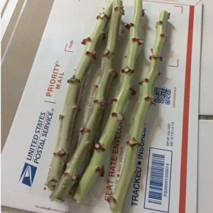 Set of 5 Organic Sweet Red Cassava Unrooted Cuttings - Manihot esculenta - Yuca Propagation Cuttings - Image 1