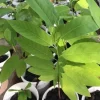 Sugar Apple Live Plant - 5-9" Tall - Annona squamosa - Tropical Fruit Tree - Image 1