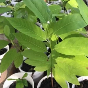 Sugar Apple Live Plant - 5-9" Tall - Annona squamosa - Tropical Fruit Tree - Image 1