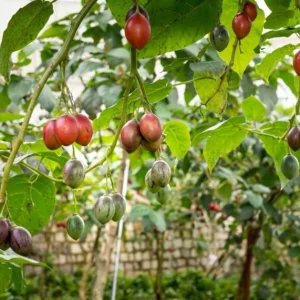 Tamarillo Tomato Live Plant - Set of 2 Tree Tomato Plants, 4-8" Tall, Solanum betaceum - Image 1