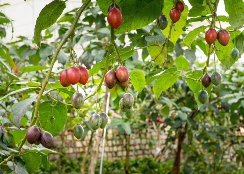 Tamarillo Tomato Live Plant - Set of 2 Tree Tomato Plants, 4-8" Tall, Solanum betaceum - Image 1